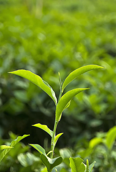 theeplant